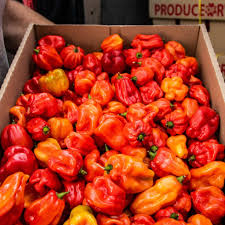 Scotch Bonnet Peppers